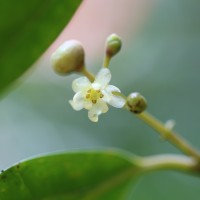 Hortonia angustifolia (Thwaites) Trimen